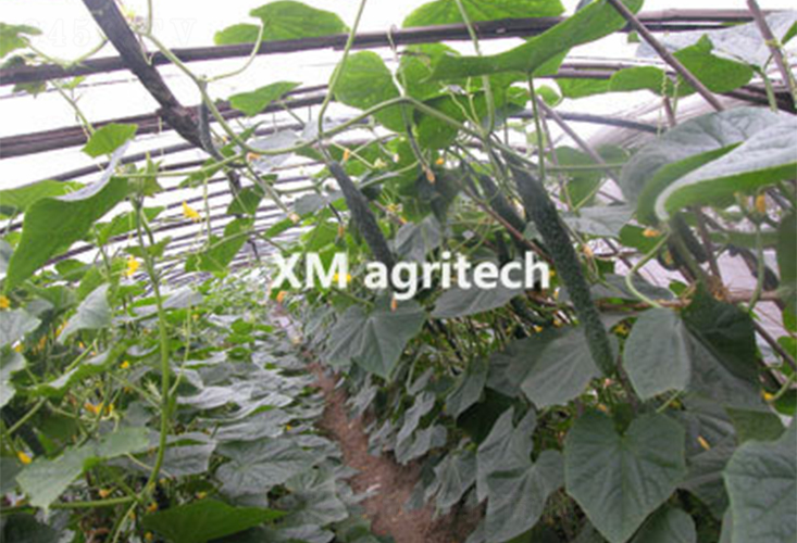 �G��2̖(h��o)-�S�ϷN��-���r(n��ng)�r(n��ng)�I(y��)