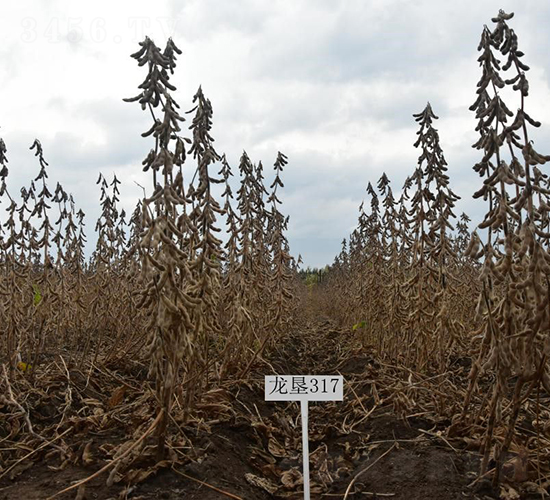 ����317-�󶹷N��-���S�N�I(y��)