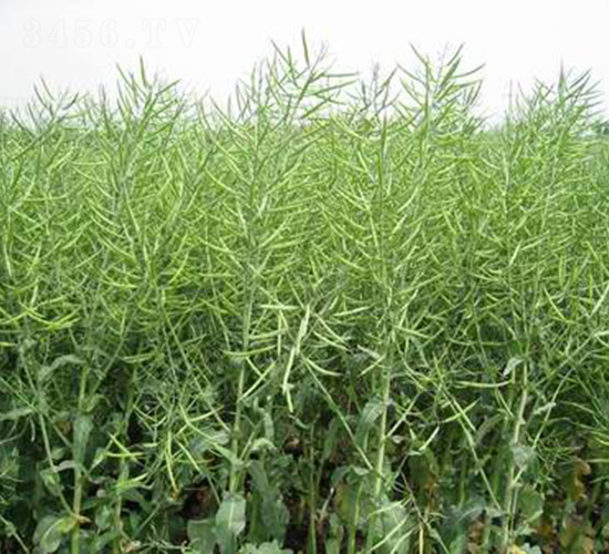 �����s2̖-�Ͳ˷N��-���r(n��ng)�l(f��)