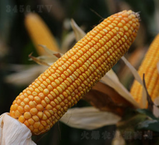 ���S5̖-���׷N��-���S�N�I(y��)