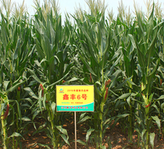 ���S6̖(h��o)-���׷N��-���S�N�I(y��)