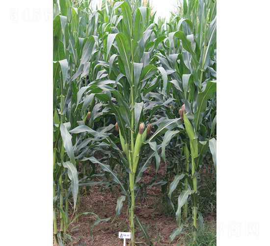 ����148-���׷N��-���S�N�I(y��)