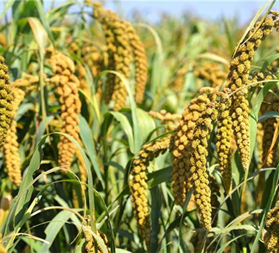 ԥ��48-���ӷN��-���(y��ng)�r(n��ng)��