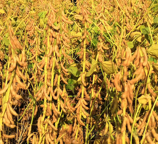 ����109-�󶹷N��-����r��