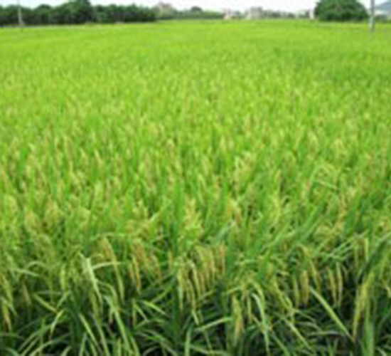 �S��(y��u)9802-ˮ���N��-�Aï�߿�