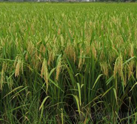 ���S��(y��u)512-ˮ���N��-�Aï�߿�