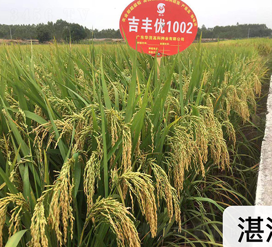 ���S��(y��u)1002-ˮ���N��-�Aï�߿�