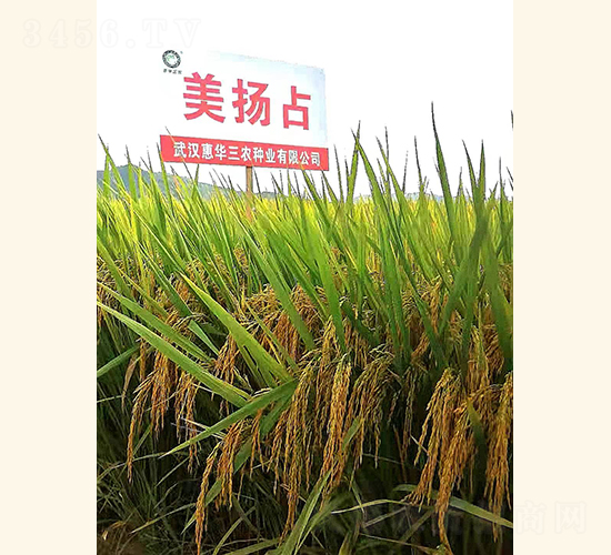 ���P(y��ng)ռ-ˮ���N��-���A���r(n��ng)