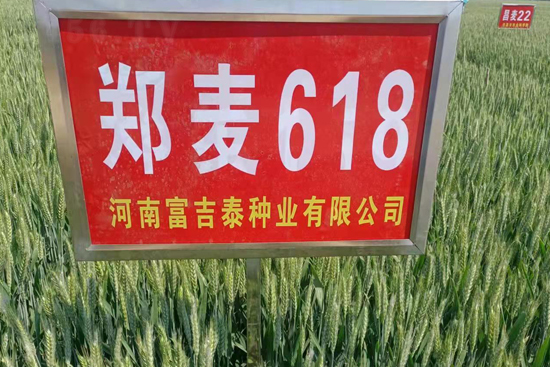 鄭麥618-小麥種子-春曉種業(yè)