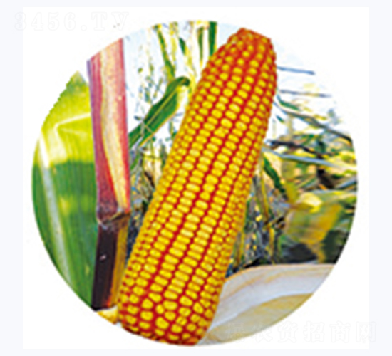 ��138-���׷N��-�����N�I(y��)