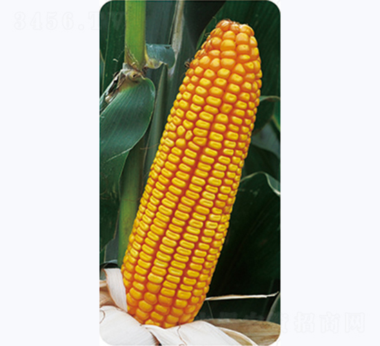 ����211-���׷N��-�����N�I(y��)