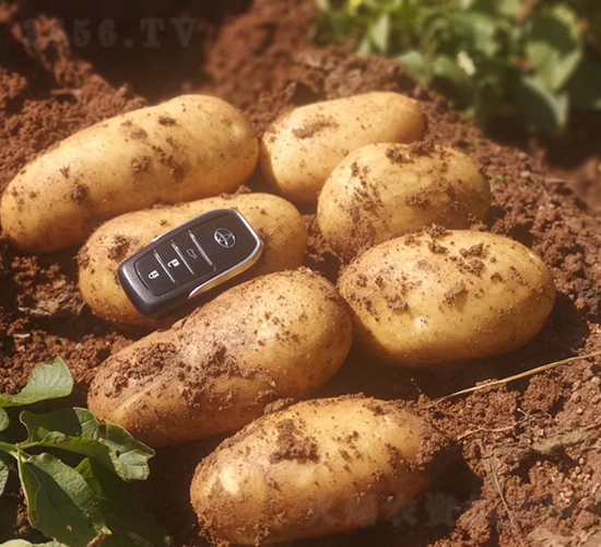 甘引8號(hào)-馬鈴薯種子-鑫雨種業(yè)