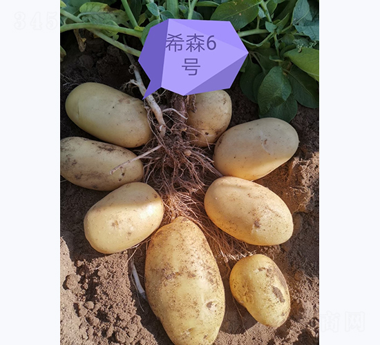 希森六號-馬鈴薯種子-鑫雨種業(yè)