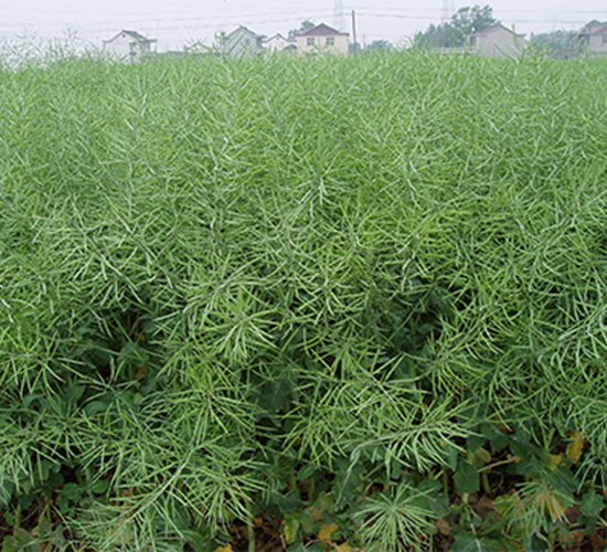 ���P(y��ng)��1̖(h��o)-�Ͳ˷N��-���P(y��ng)�N�I(y��)