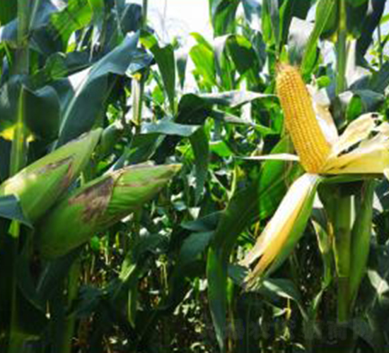 �󾩾�4059-���׷N��-�󾩾ŷN�I(y��)