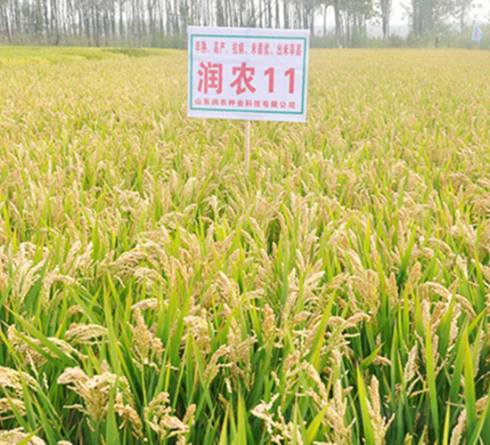 ���r11-ˮ���N��-���r�N�I(y��)