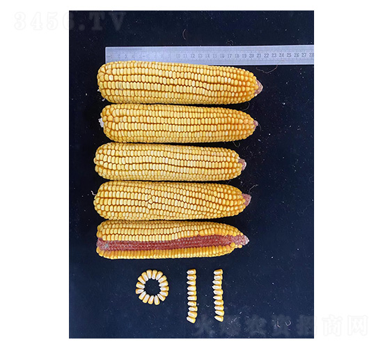 高產(chǎn)玉米-和谷豐