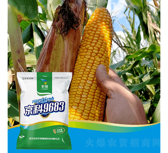 京科9683-玉米種子-豐度高科
