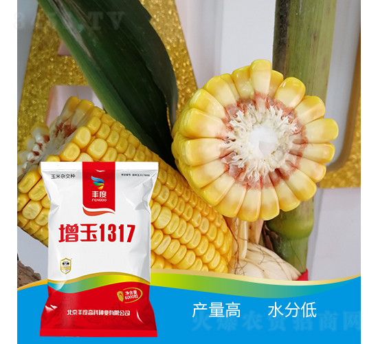 增玉1317-玉米種子-豐度高科