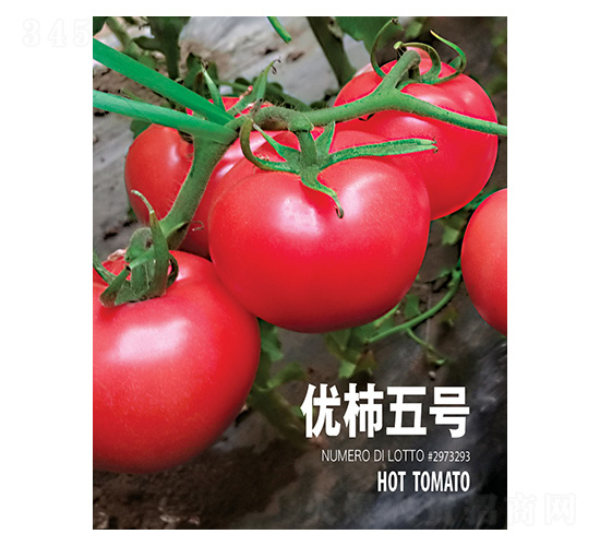 優(yōu)柿五號-忠農(nóng)坤創(chuàng)