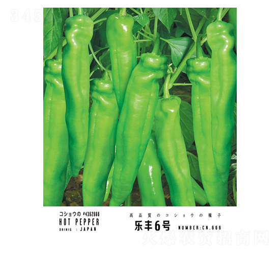 樂豐6號-忠農(nóng)坤創(chuàng)