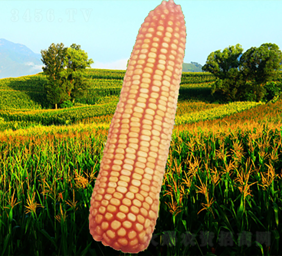 ����4̖-���׷N��-�����N�I(y��)