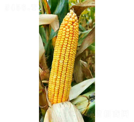 �S��191-���׷N��-�Ǻ����r(n��ng)