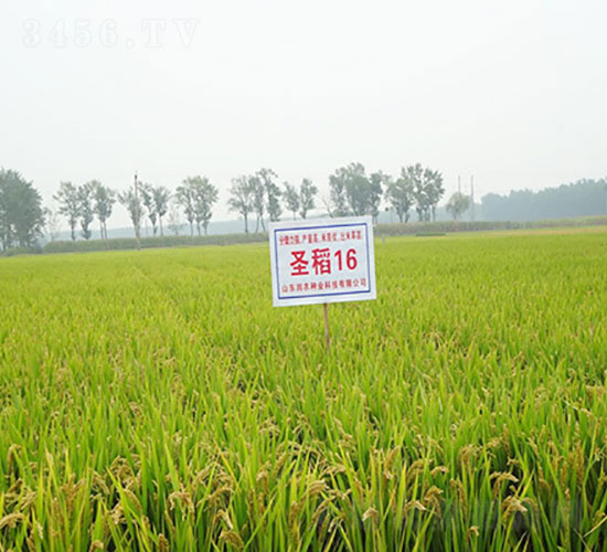 ʥ��16-ˮ���N��-�Ǻ����r(n��ng)