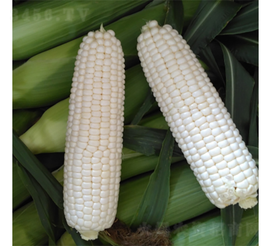 ���R����-���׷N��-�V��