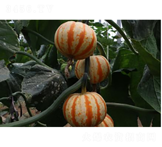 桔瓜2號(hào)-南瓜種子-農(nóng)科種子