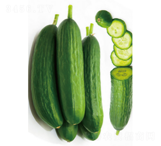 翠禧608-黃瓜種子-農(nóng)科種子