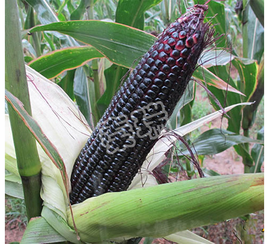 ��Ŵһ̖(h��o)-���׷N��-����