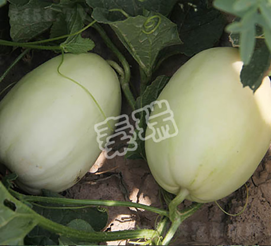 ������̖-��ϷN��-����