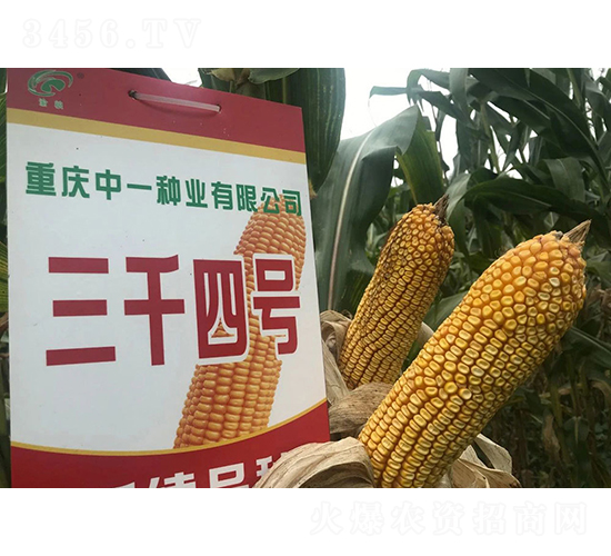 ��ǧ4̖(h��o)��ɽ��С��ڣ�-���׷N��-���r(n��ng)�Ƽ�