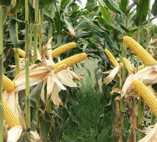 ��ǧһ̖(h��o)-���׷N��-���r(n��ng)�Ƽ�