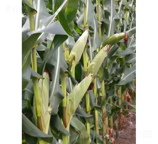 ������801-���׷N��-���r(n��ng)�Ƽ�