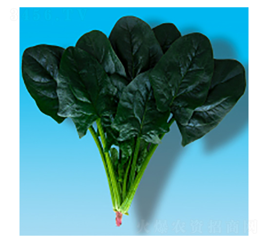 菠菜種子-瀛菠012-華瀛種業(yè)