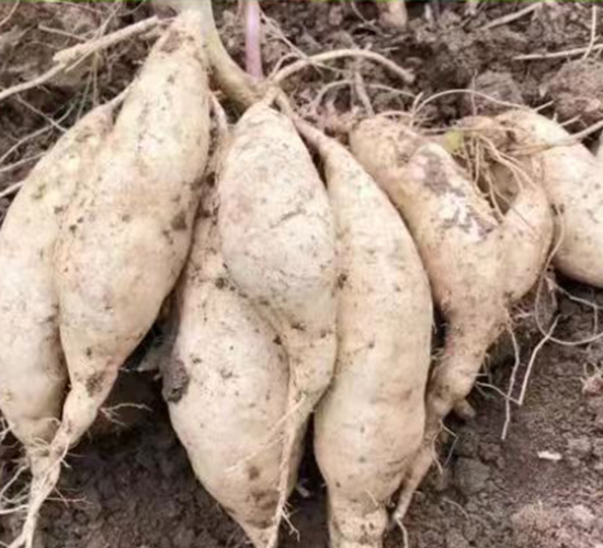 浙薯75-禾苗種業(yè)