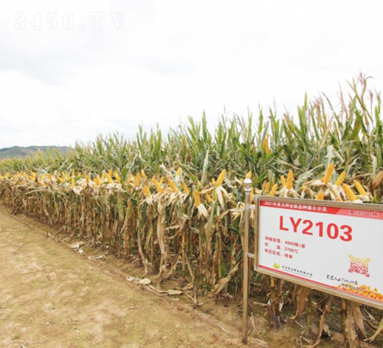 ����2103-���׷N��-�Ǻ�����N�I(y��)