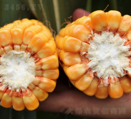 良玉818-玉米種子-登海良玉種業(yè)