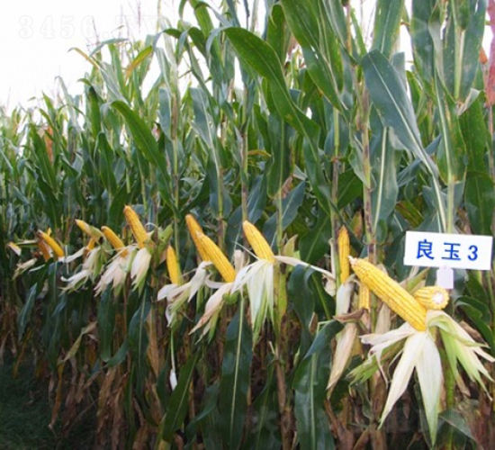 良玉3-玉米種子-登海良玉種業(yè)