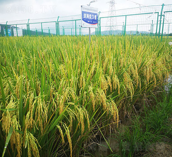 瓏兩優(yōu)久香-水稻種子-金健種業(yè)