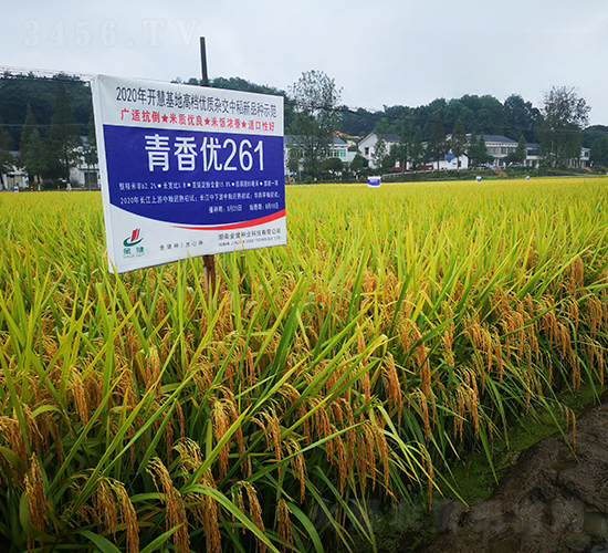 青香優(yōu)261-水稻種子-金健種業(yè)