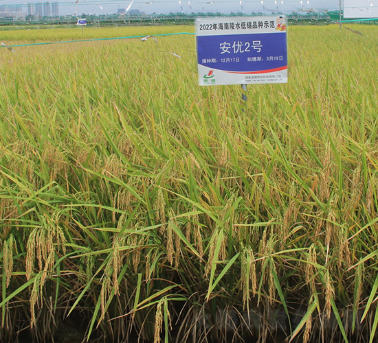 安優(yōu)2號-水稻種子-金健種業(yè)