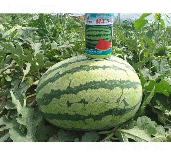 科豐5號-西瓜種子-秦豐種業(yè)