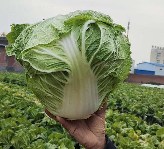 秦白2號(hào)-白菜種子-秦豐種業(yè)