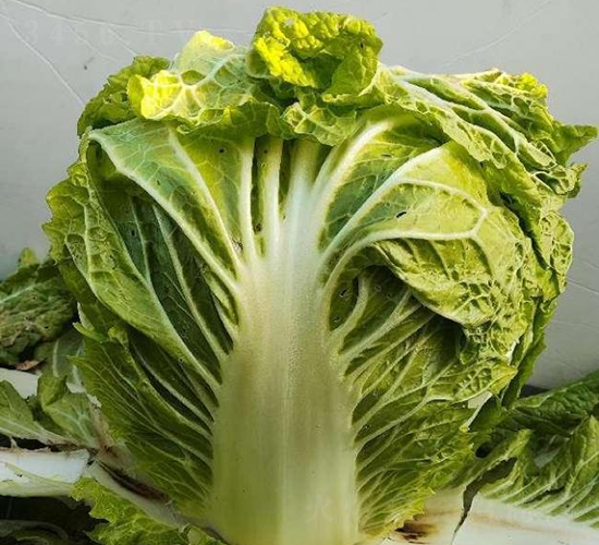 秦白6號-白菜種子-秦豐種業(yè)