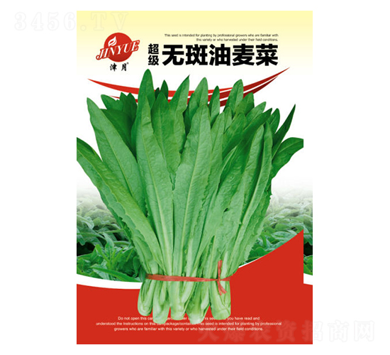 油麥菜種子-邯豐農(nóng)業(yè)