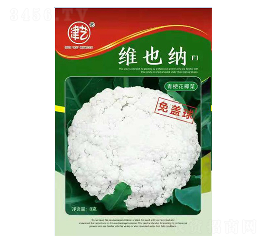 花菜種子-維也納-邯豐農(nóng)業(yè)