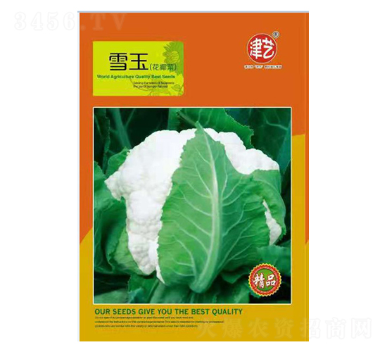 花菜種子-雪玉-邯豐農(nóng)業(yè)
